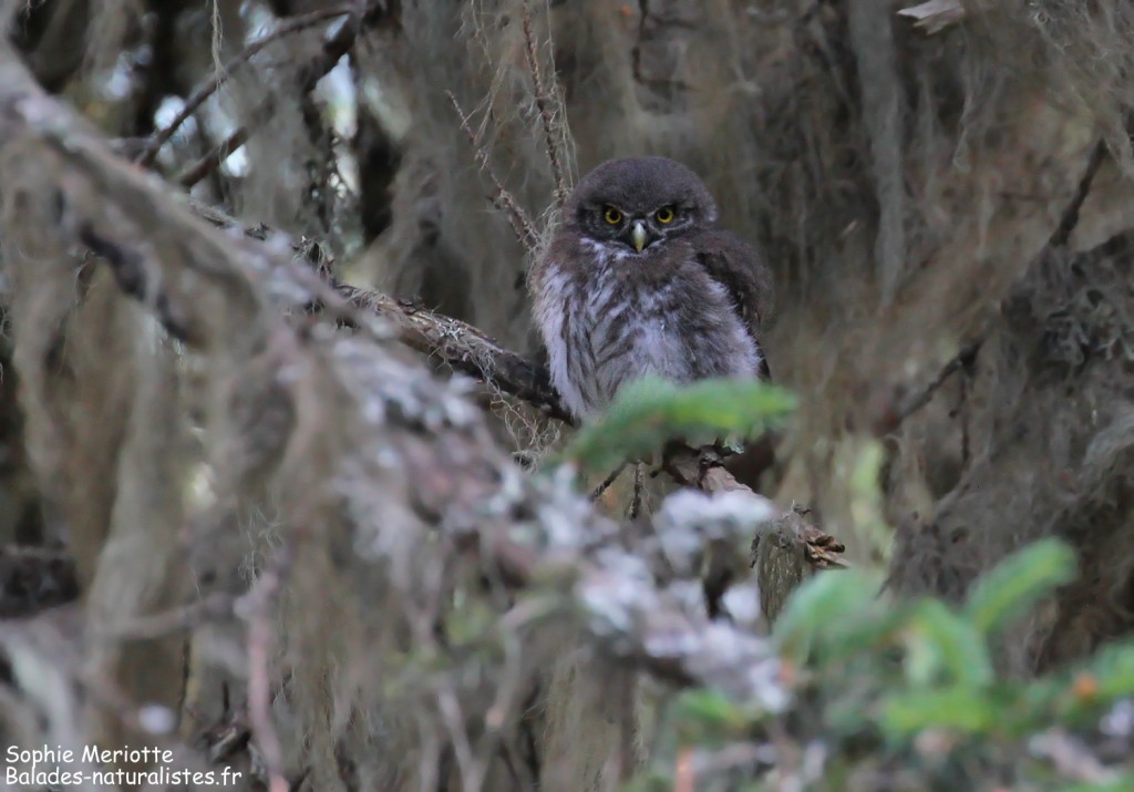 Chevêchette d'Europe, montagne de Loriaz