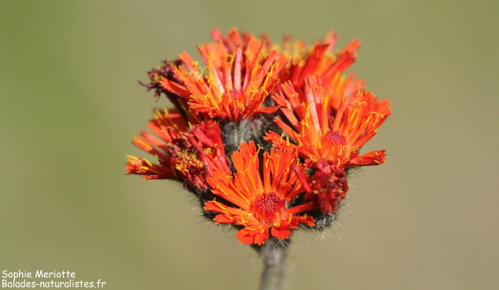 Epervière orangée, montagne de Loriaz