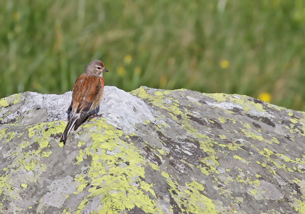 Linotte mélodieuse, montagne de Loriaz