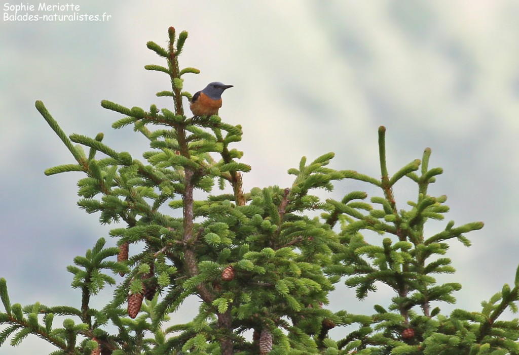 Monticole de roche, montagne de Loriaz