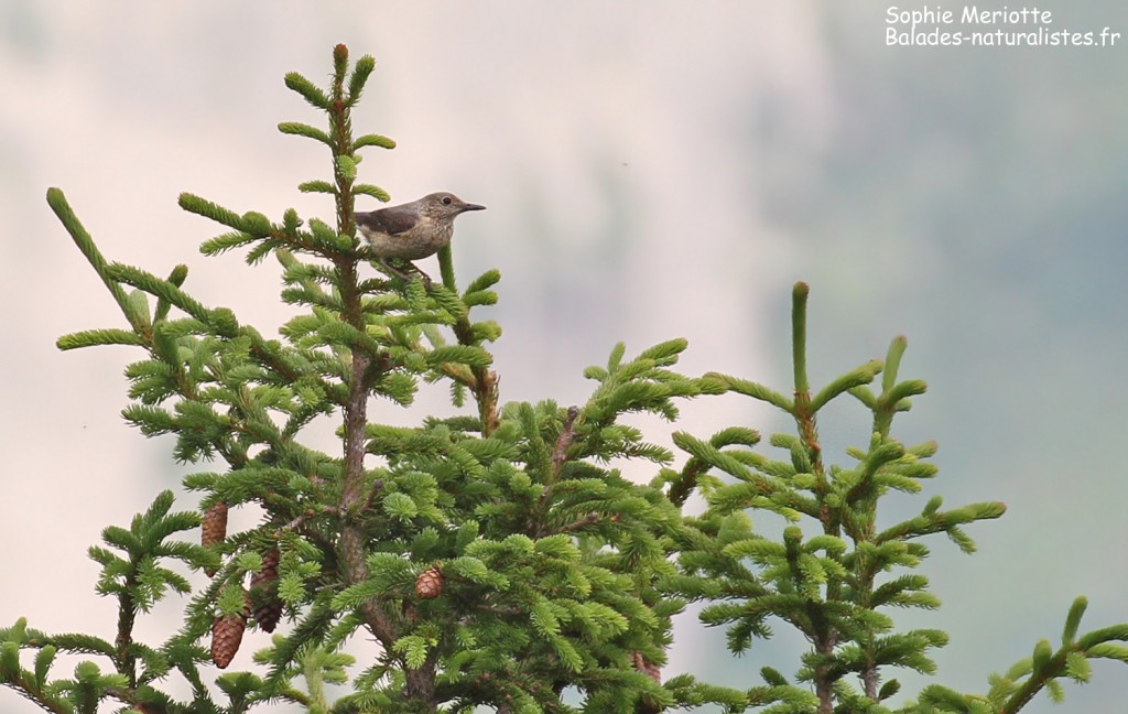 Jeune monticole de roche, montagne de Loriaz