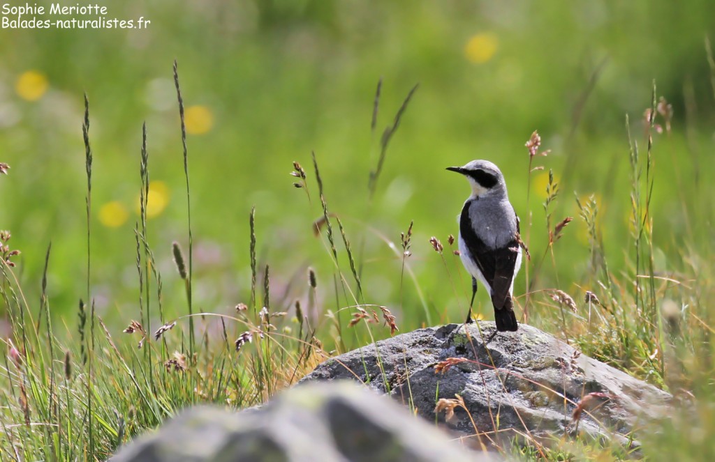 Traquet motteux, montagne de Loriaz