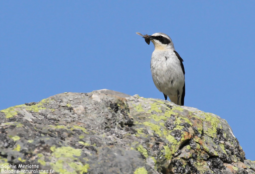 Traquet motteux au nourrissage, montagne de Loriaz