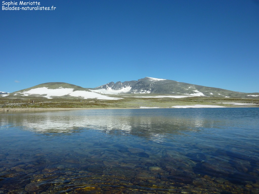 Parc de Rondane