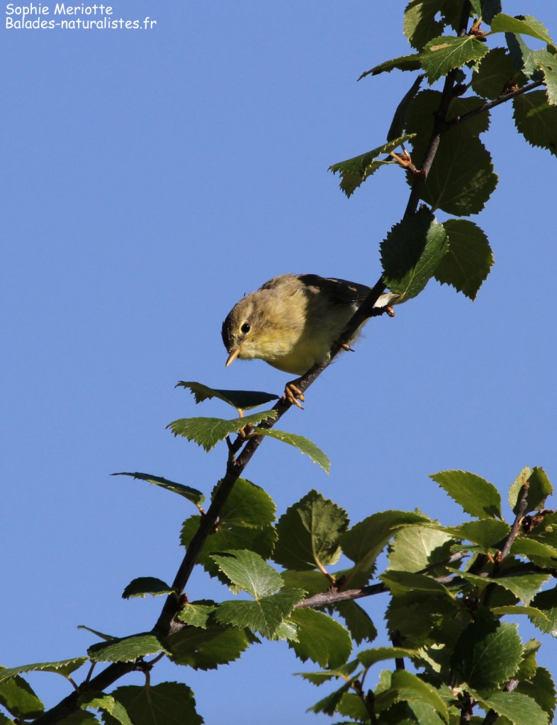 Pouillot fitis dans le Parc de Rondane