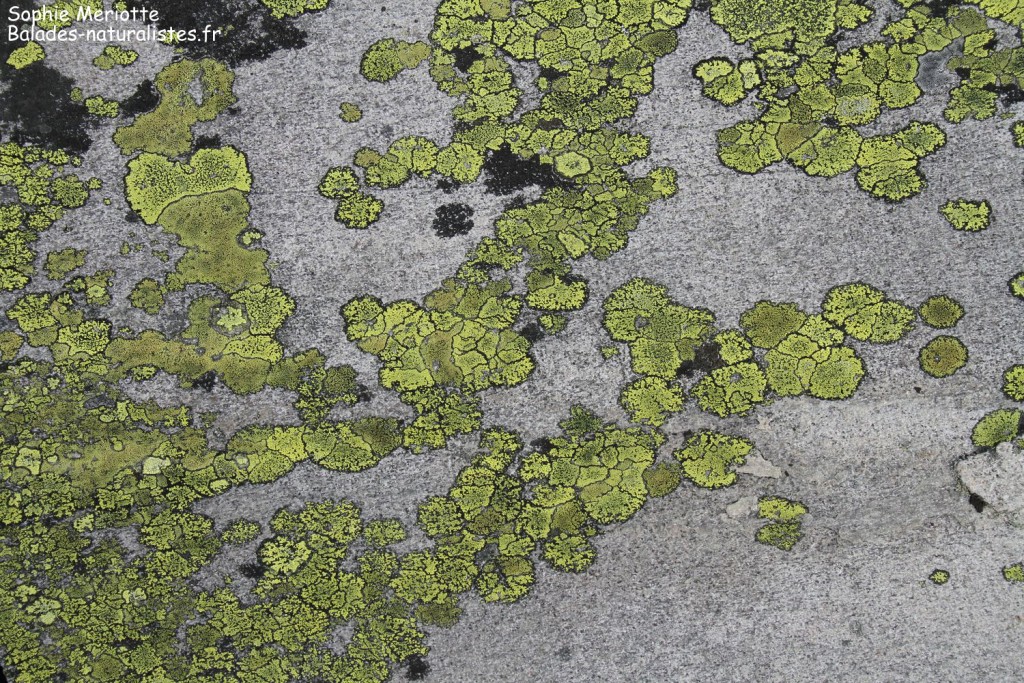 Mousses dans le Parc de Rondane