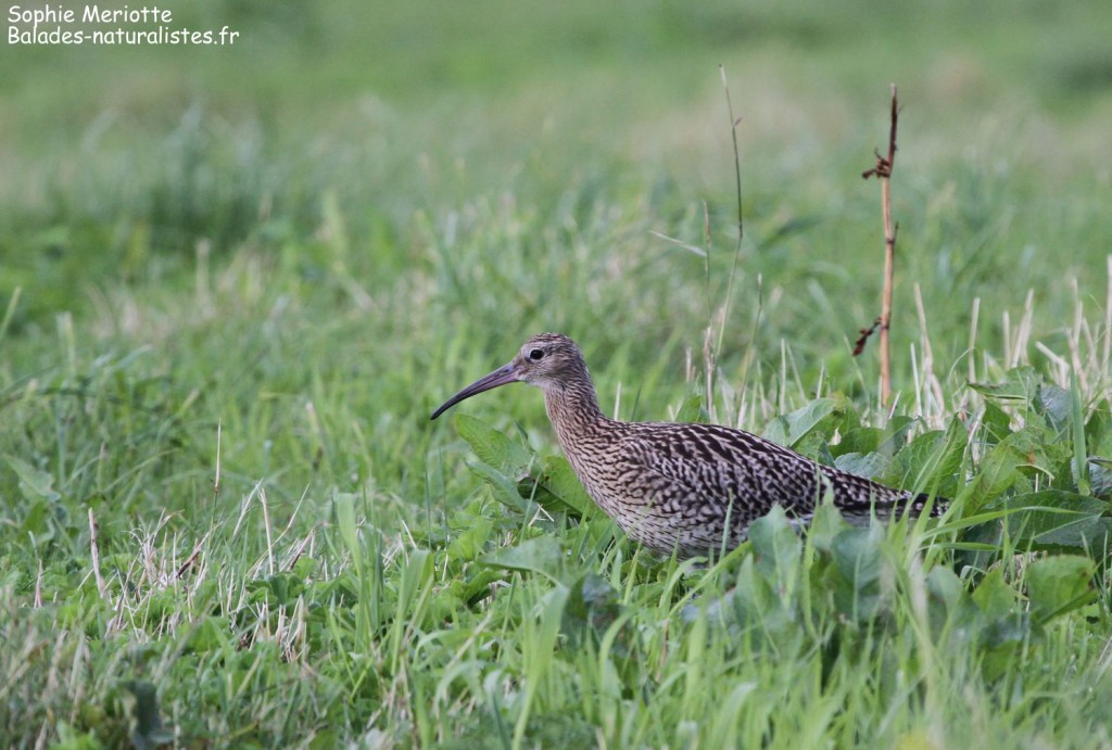 Courlis corlieu, Ile de Runde