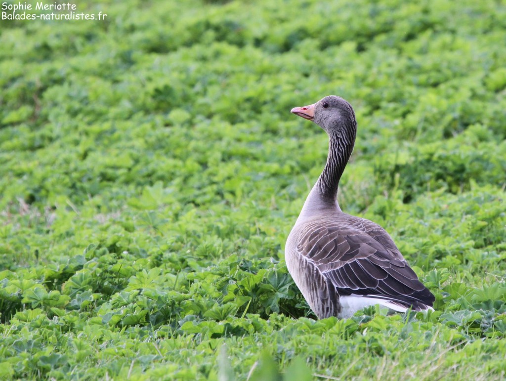 Oie cendrée, Ile de Runde