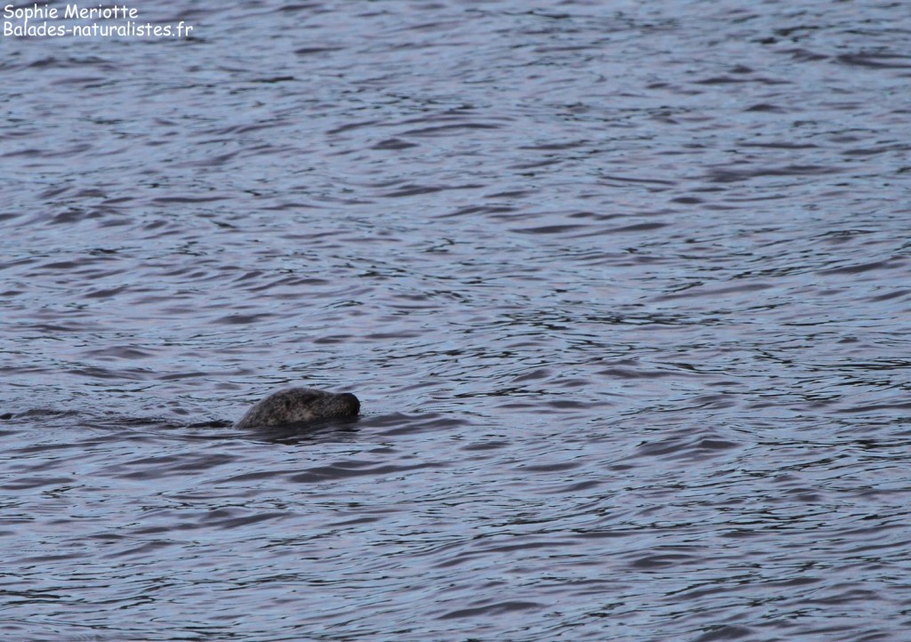Phoque Veau-marin, Ile de Runde