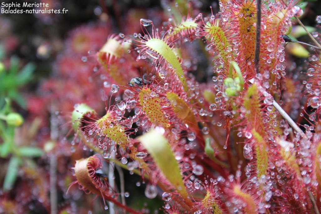 Drosophile près du glacier du Svartisen