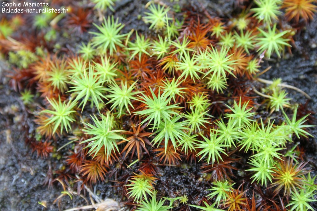 Glacier du Svartisen