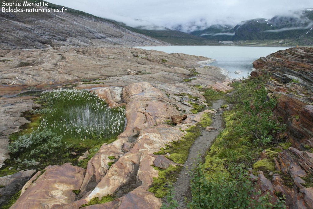 Glacier du Svartisen