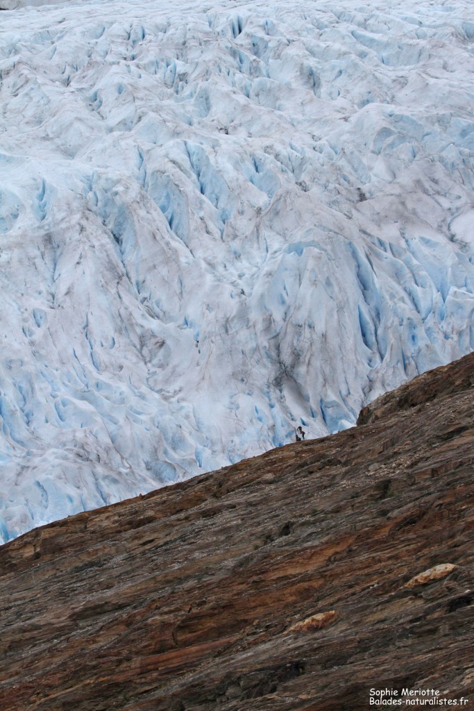 Glacier du Svartisen