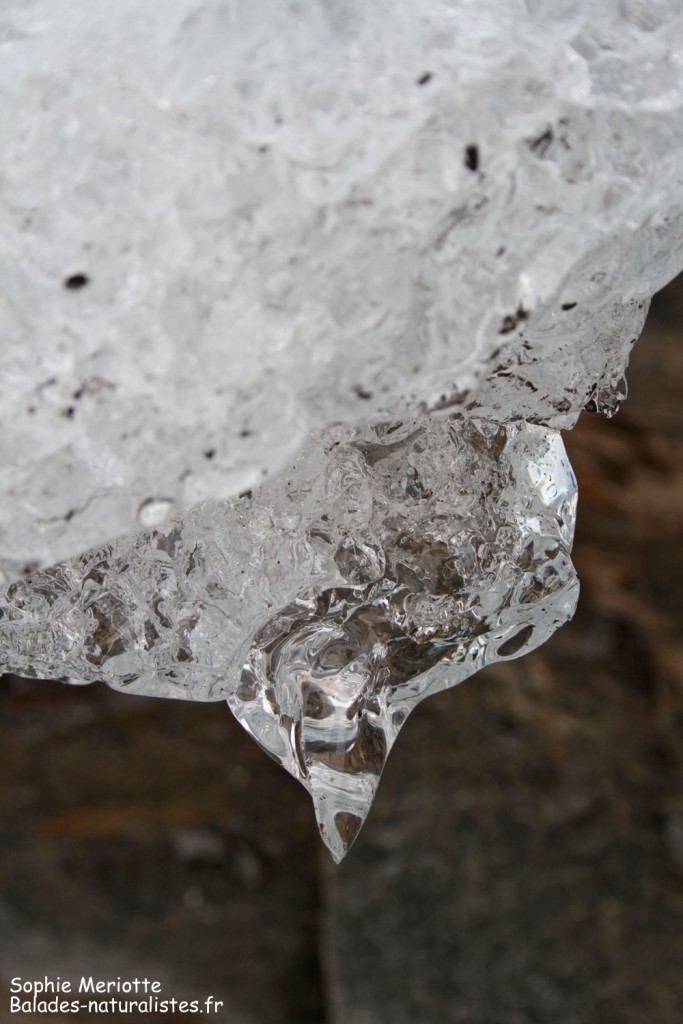 Glacier du Svartisen