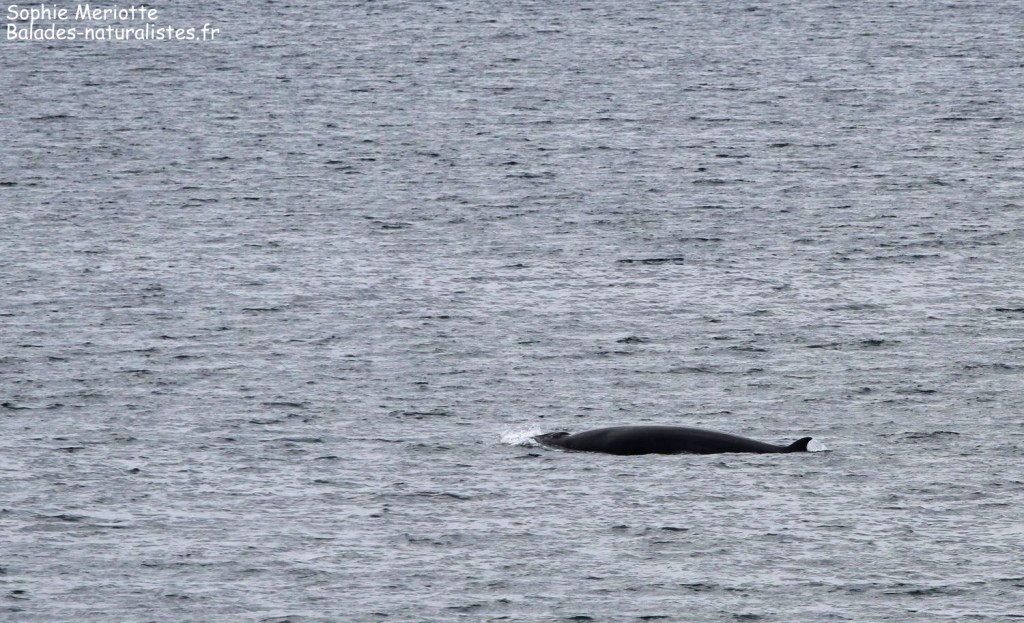 Petit Rorqual entre Bodo et les Lofoten