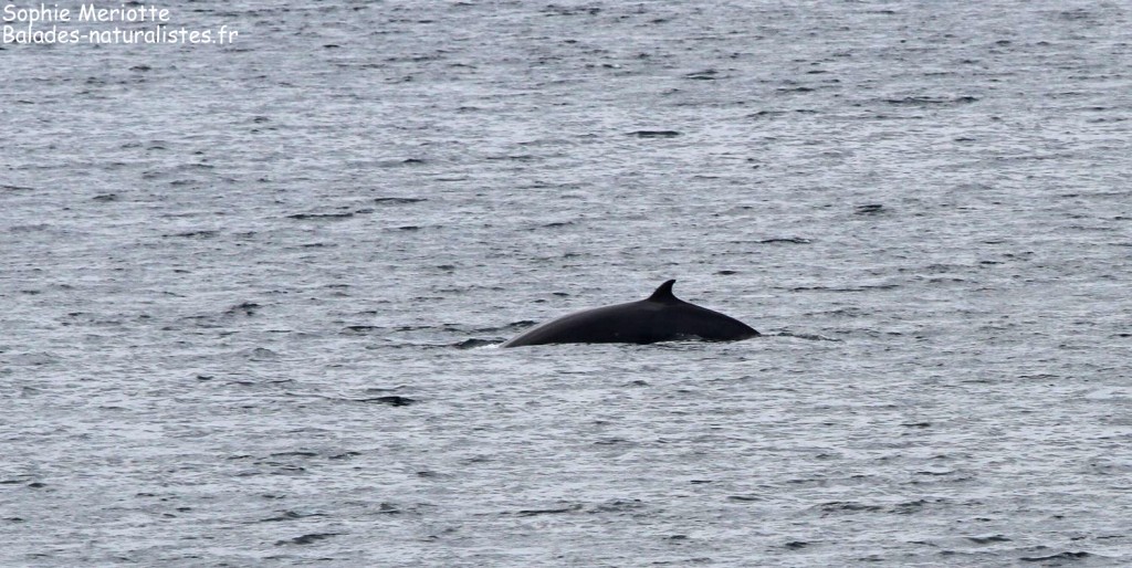 Petit Rorqual entre Bodo et les Lofoten