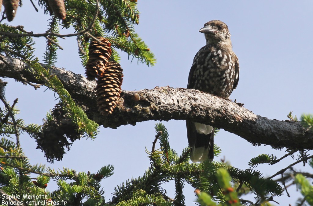 Cassenoix moucheté, Saix blancs