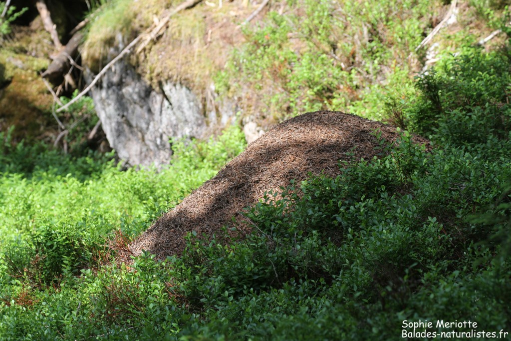 Fourmilière, Saix blancs