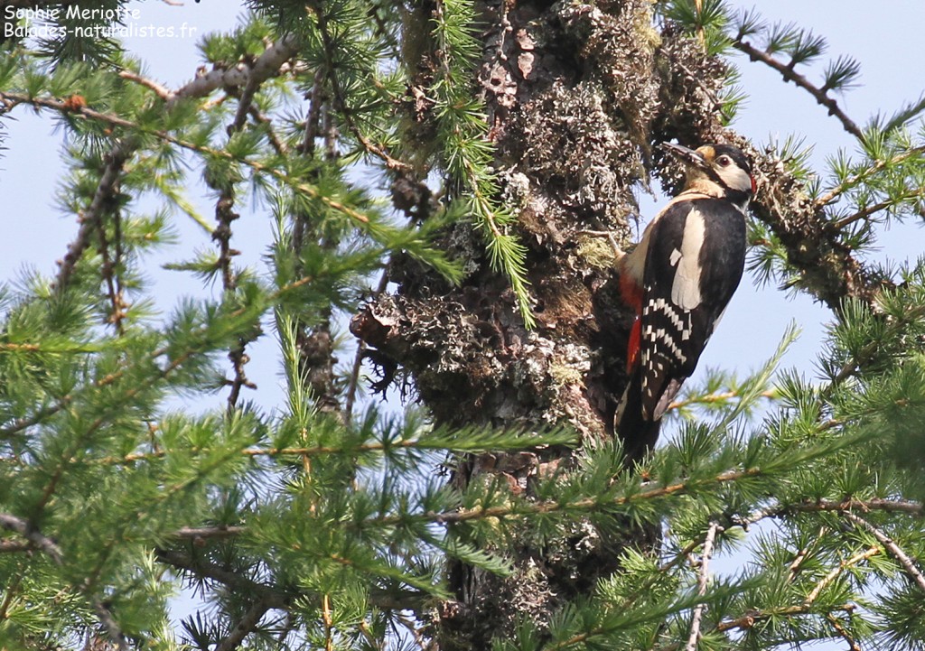 Pic épeiche, Saix blancs