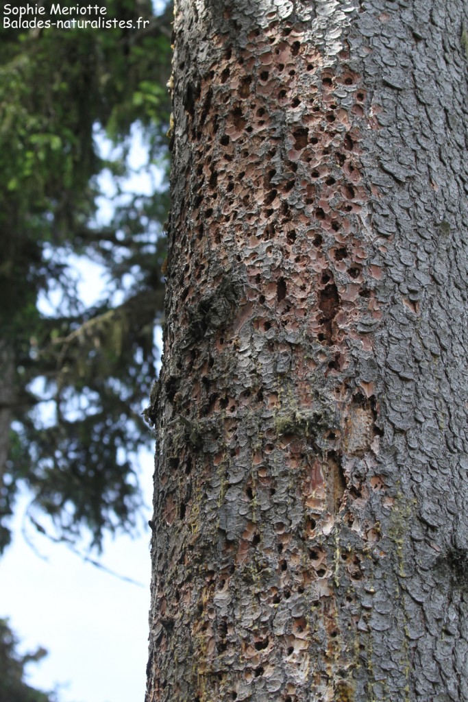 Tronc piqueté par un pic, Saix blancs