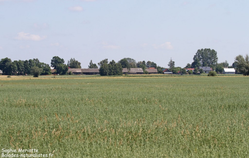 Zones agricoles près d'Hajnowka