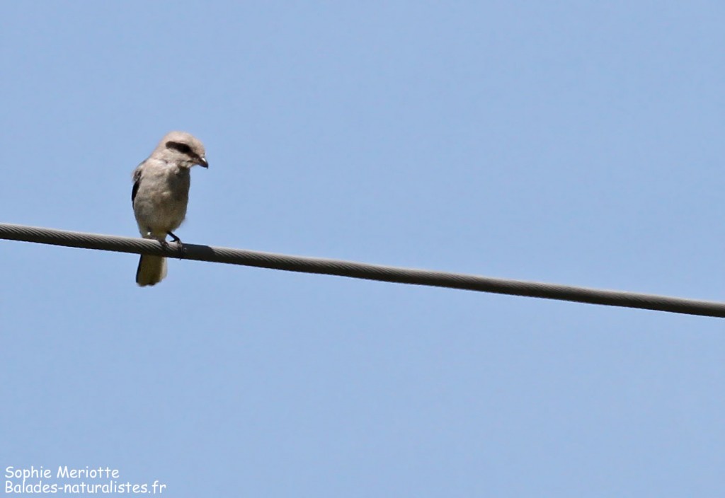 Pie-grièche grise près d'Hajnowka