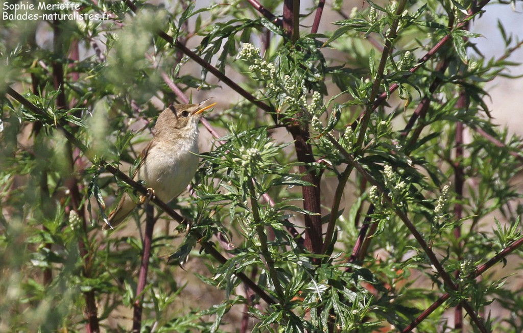 Rousserolle verderolle près d'Hajnowka