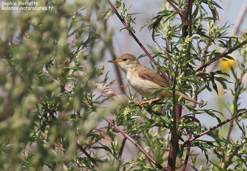 Rousserolle verderolle près d'Hajnowka