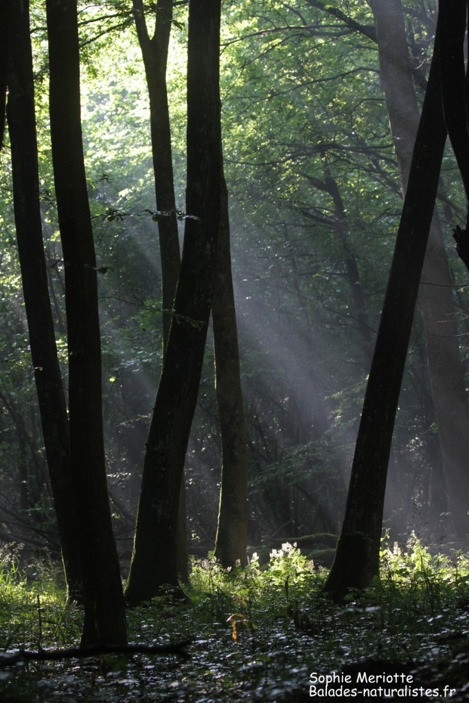 Lumières dans la forêt, Budy black trail