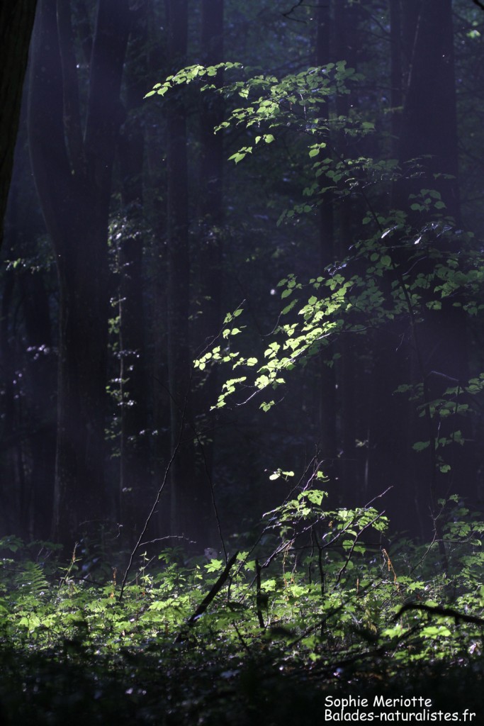 Lumières dans la forêt, Budy black trail