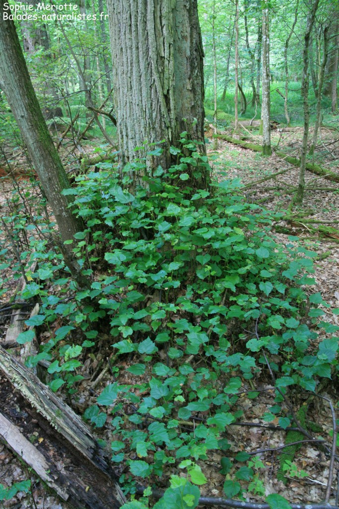 Tilleul et ses rejetons