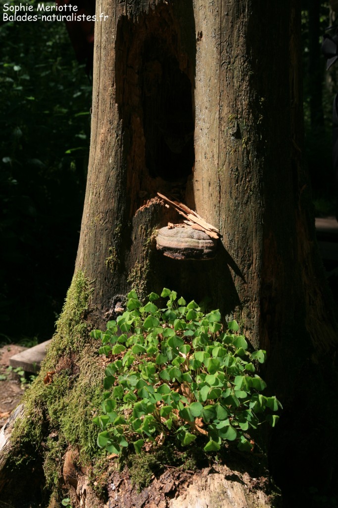 bialowieza-reserve-integrale (15)