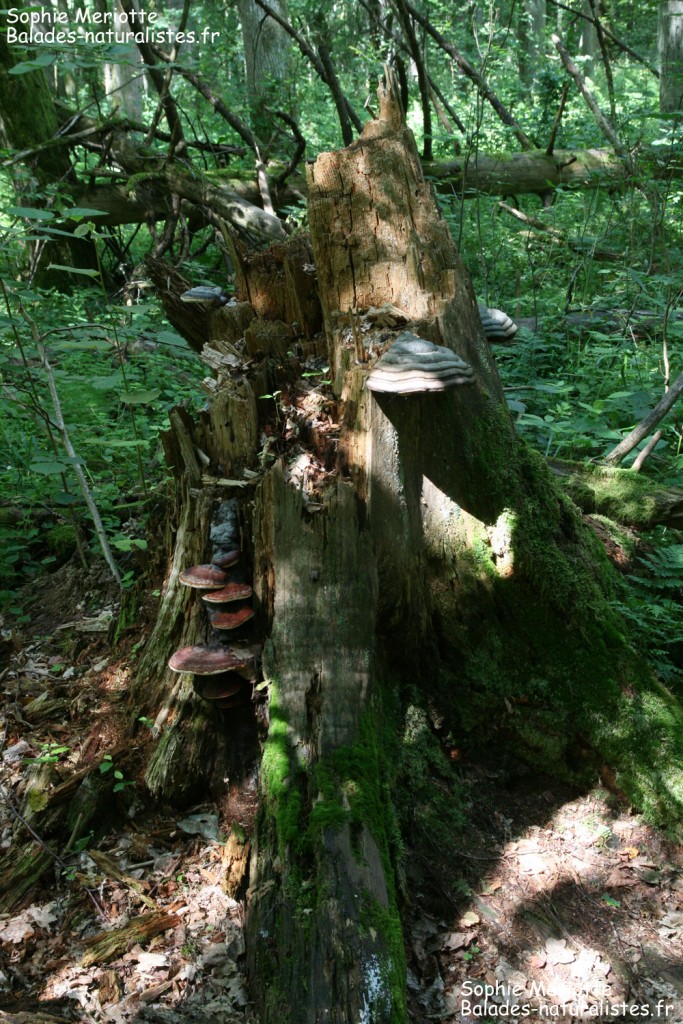 Souche et champignons