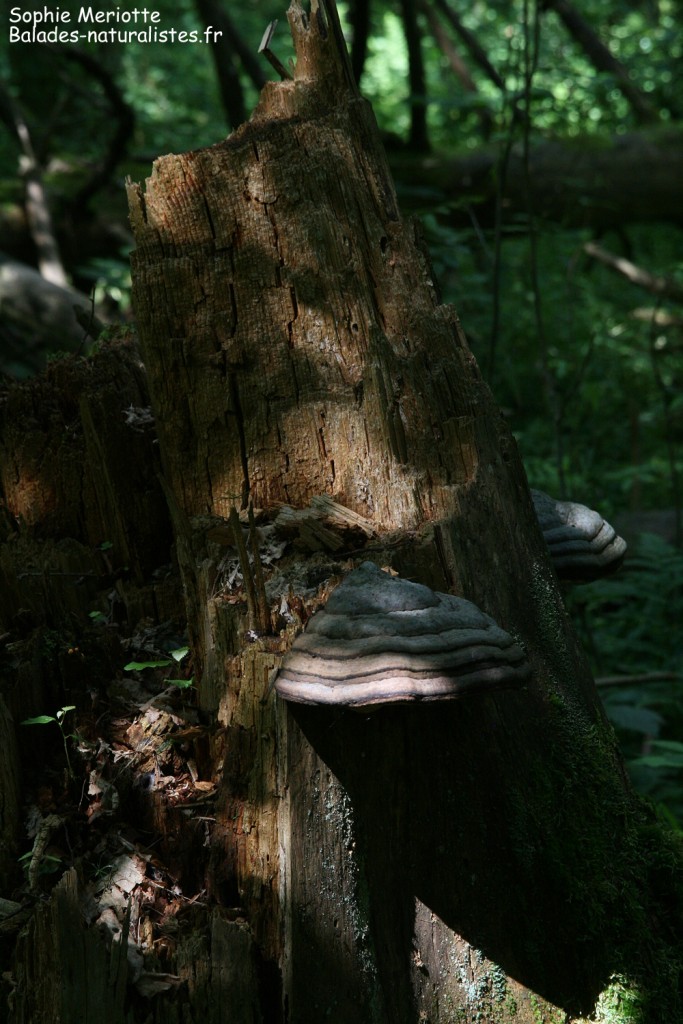 Souche et champignons