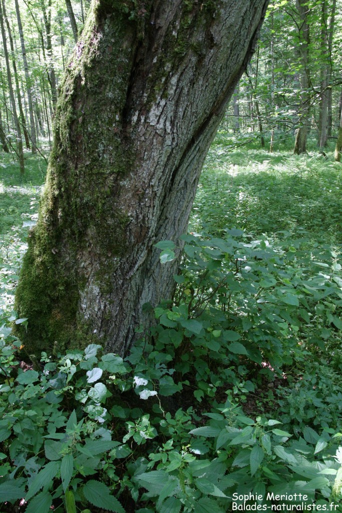 Tilleul et ses rejetons