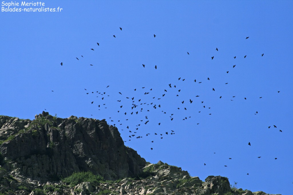 Chocards au-dessus du lac Mélu