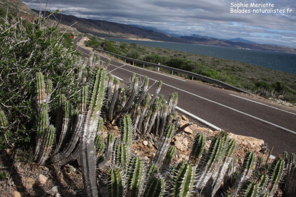 maroc (12)route-agadir