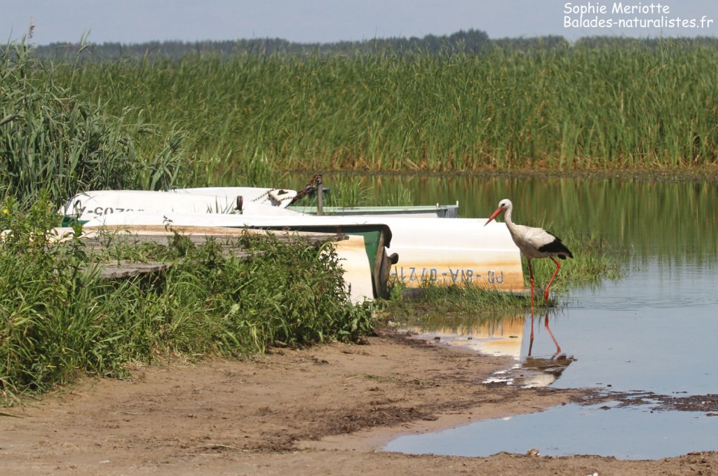 Cigogne blanche, Lac de Siemianowka