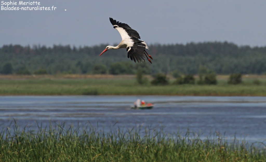 Cigogne blanche, Lac de Siemianowka