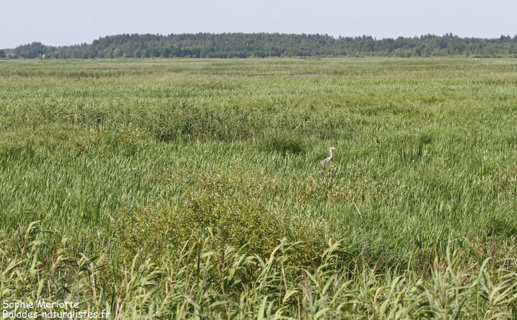 Héron centré dissimulé dans la végétation du Lac de Siemianowka
