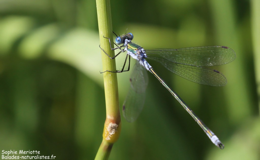 Leste fiancé, Lac de Siemianowka
