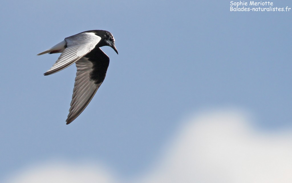 Guifette leucoptère, tourbières de Kopalnia torfu Lewsze