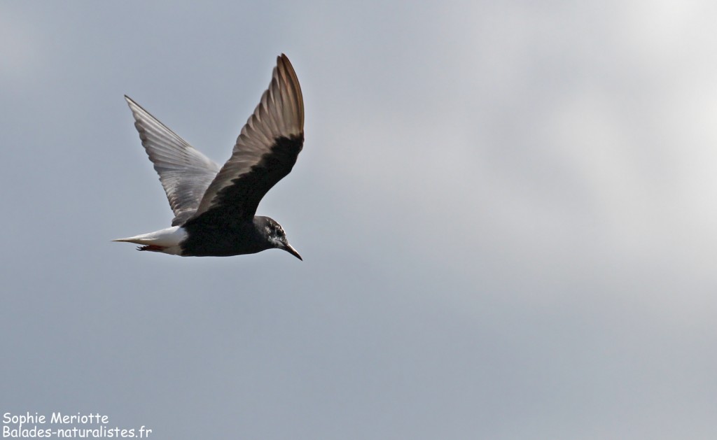 Guifette leucoptère, tourbières de Kopalnia torfu Lewsze