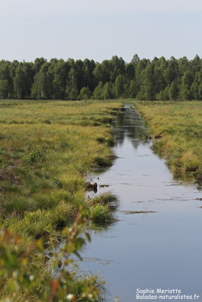 Tourbières de Kopalnia torfu Lewsze