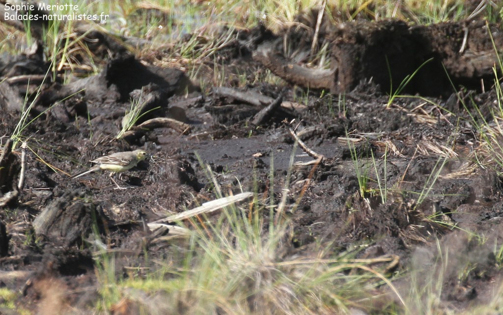 Bergeronnette citrine, tourbières de Kopalnia torfu Lewsze