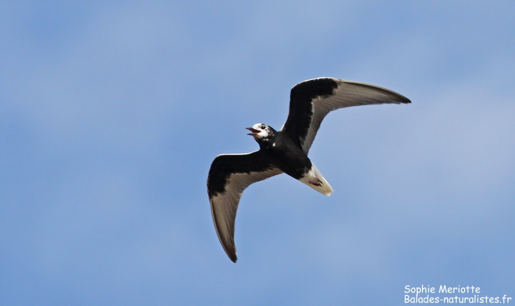 Guifette leucoptère, tourbières de Kopalnia torfu Lewsze