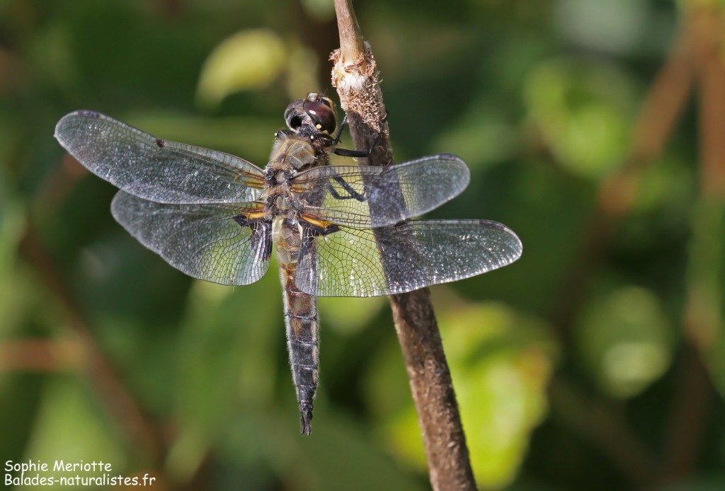 Libellule à quatre taches, tourbières de Kopalnia torfu Lewsze