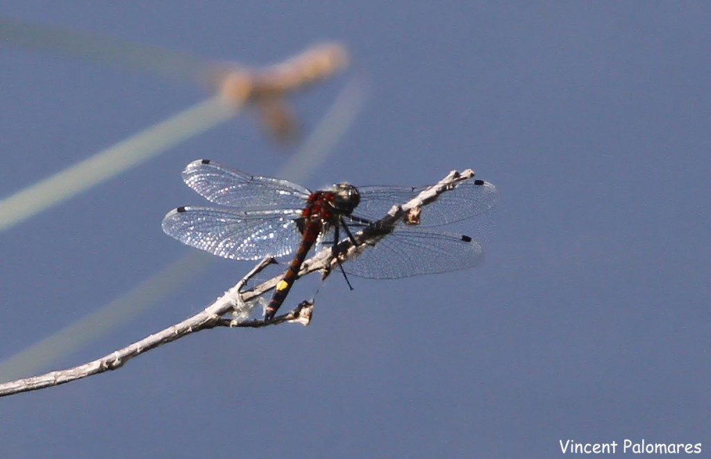 Leucorrhine à gros thorax