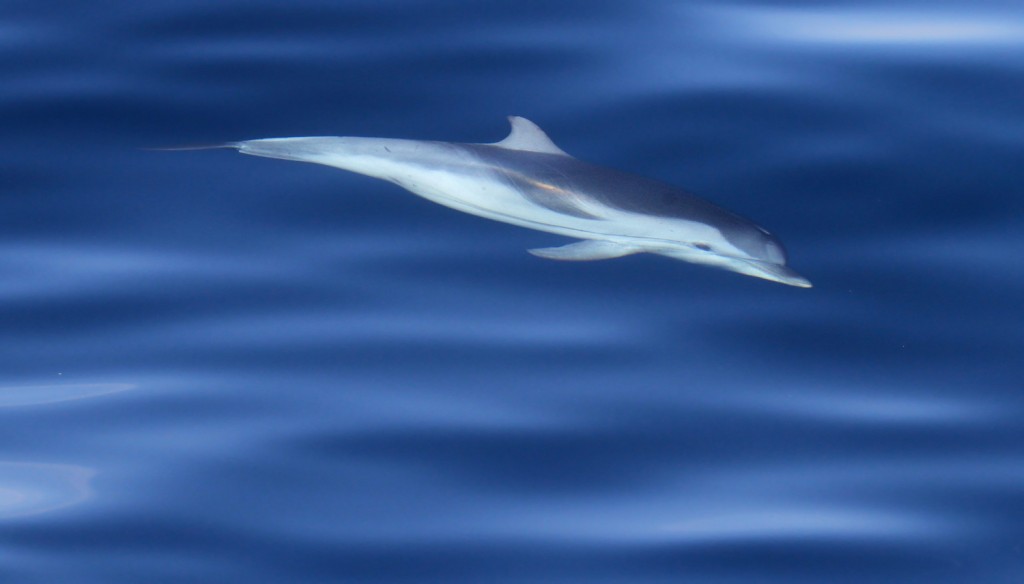 Dauphin bleu et blanc au large de Sanary, 13/08/2017
