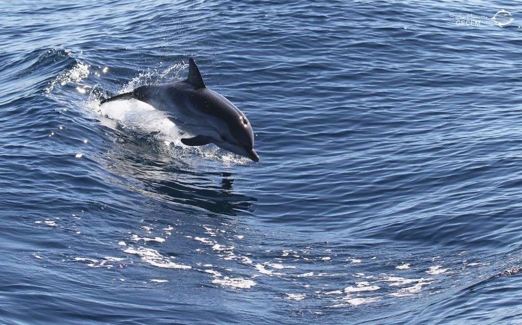Dauphin bleu et blanc